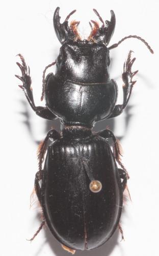 Scarites buparius